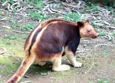 動物図鑑・セスジキノボリカンガルー